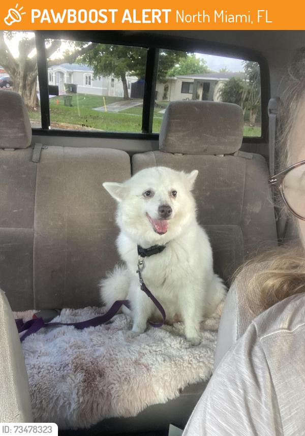 Found/Stray Female Dog last seen NE 10th Ave North Miami, North Miami, FL 33161
