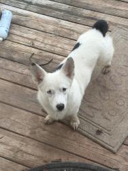 Reunited Male Dog last seen North Rusk st in Weatherford, Weatherford, TX 76086