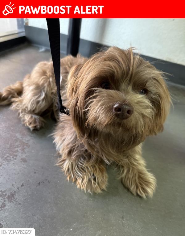 Lost Male Dog last seen Hermosa and Arrow, Rancho Cucamonga, CA 91730