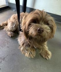 Lost Male Dog last seen Hermosa and Arrow, Rancho Cucamonga, CA 91730