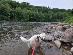 Lost Female Dog last seen Kingman, Battle Creek, MI 49014