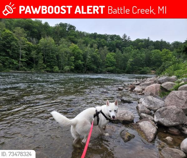 Lost Female Dog last seen Kingman, Battle Creek, MI 49014