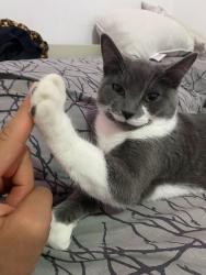 Lost Female Cat last seen Forest heights, Kitchener, ON 