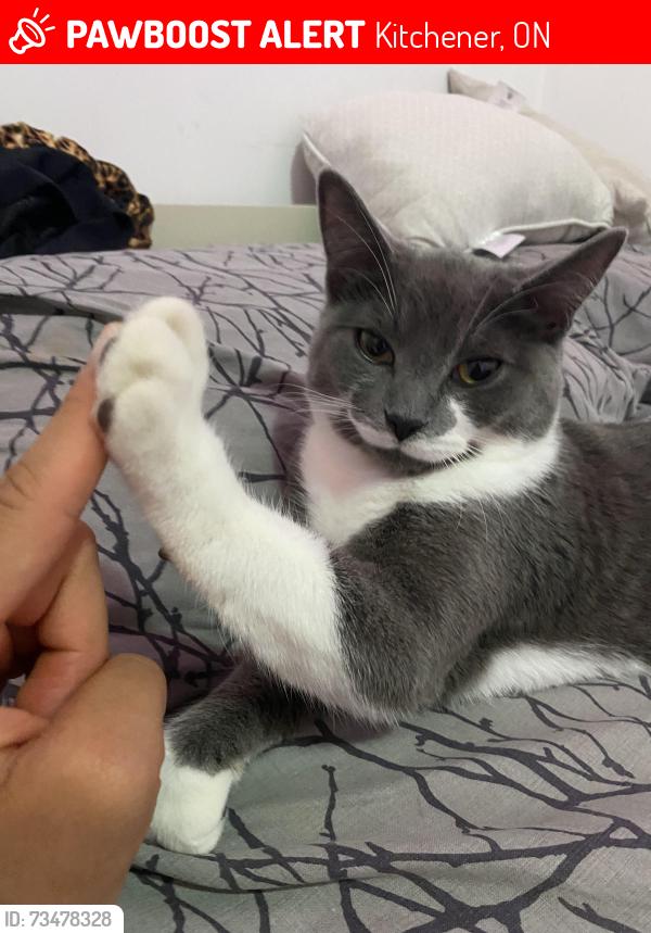 Lost Female Cat last seen Forest heights, Kitchener, ON 