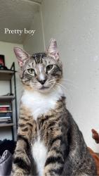Lost Male Cat last seen Hammond's Lane, Baltimore, MD 21225