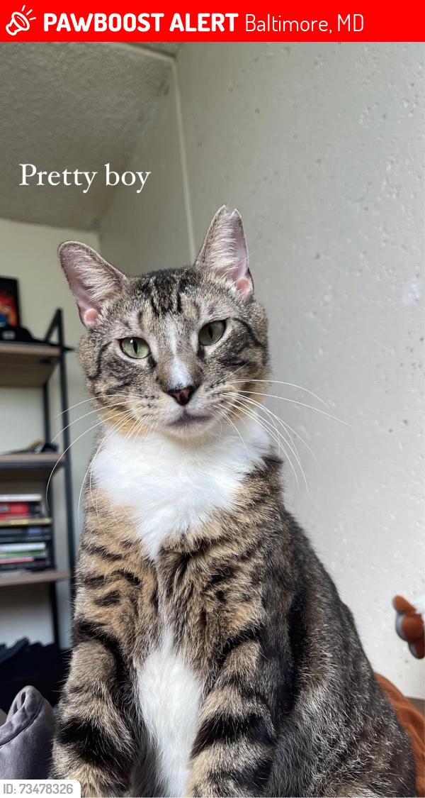 Lost Male Cat last seen Hammond's Lane, Baltimore, MD 21225