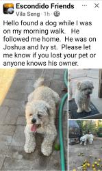 Found/Stray Male Dog last seen Joshua and Ivy, Escondido, CA 92026