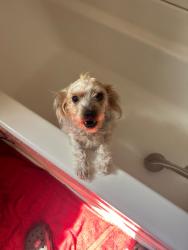 Lost Female Dog last seen Near angier ave, Durham, NC 27703