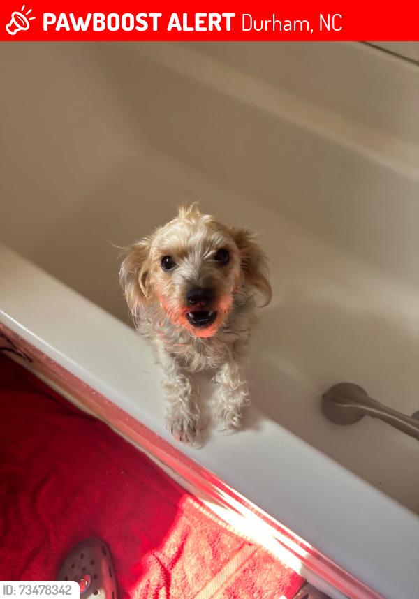 Lost Female Dog last seen Near angier ave, Durham, NC 27703