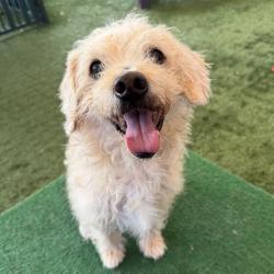 Shelter Stray Male Dog last seen , 361 S Raymond Ave, Pasadena, CA 91105, USA