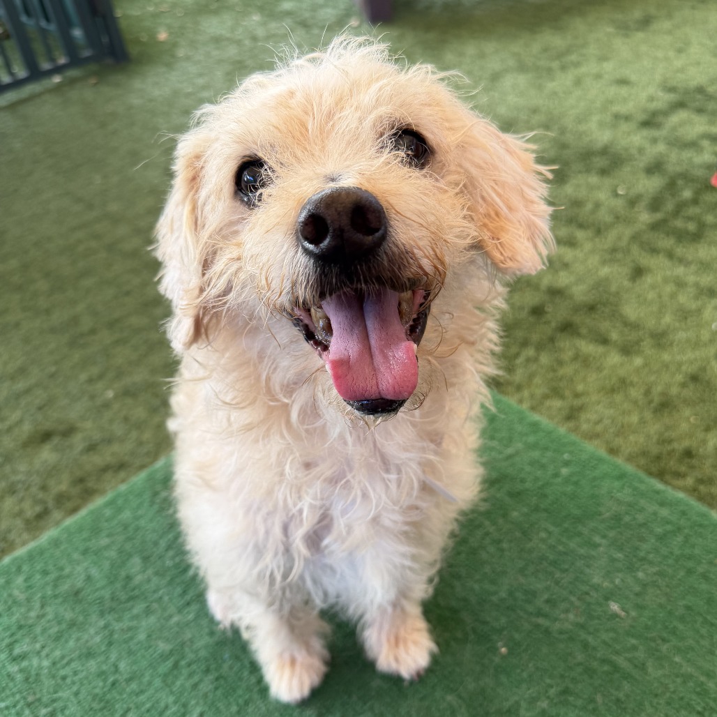 Shelter Stray Male Dog last seen , 361 S Raymond Ave, Pasadena, CA 91105, USA