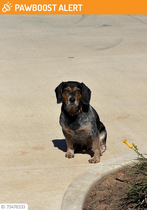 Found/Stray Male Dog last seen Garrison Rd & Reedy Fork Rd, Greenville County, SC 29669