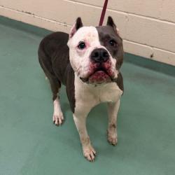 Shelter Stray Male Dog last seen , 2350 Appling City Cove, Memphis, TN 38133, USA