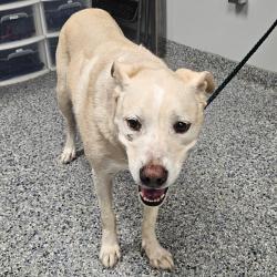 Shelter Stray Female Dog last seen , 328 Furman Hall Rd, Greenville, SC 29609, USA