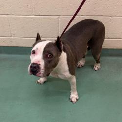 Shelter Stray Female Dog last seen , 2350 Appling City Cove, Memphis, TN 38133, USA