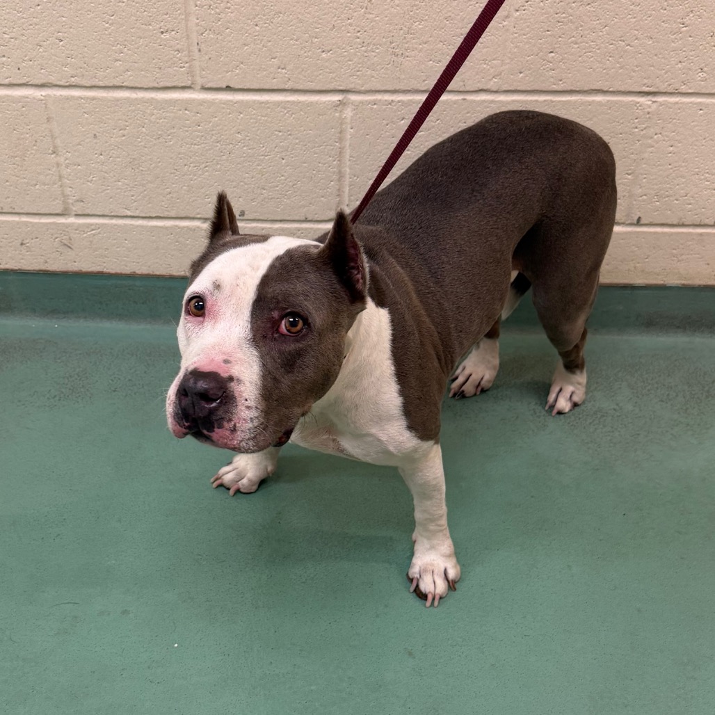 Shelter Stray Female Dog last seen , 2350 Appling City Cove, Memphis, TN 38133, USA