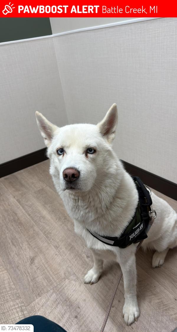 Lost Female Dog last seen Marjory, Battle Creek, MI 49014