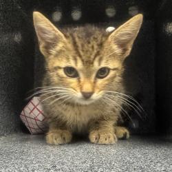 Shelter Stray Female Cat last seen , 328 Furman Hall Rd, Greenville, SC 29609, USA