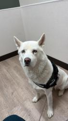 Lost Female Dog last seen Marjory, Battle Creek, MI 49014