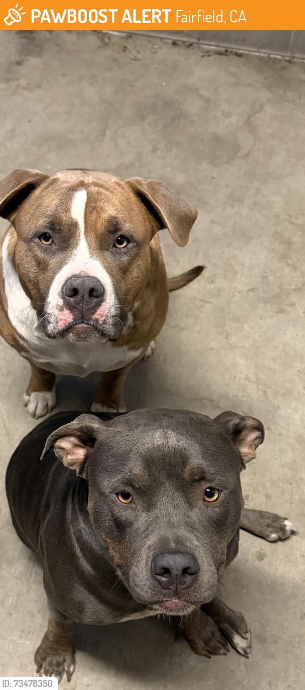 Found/Stray Unknown Dog last seen Fairfield Air Force Base, Fairfield, CA 94533
