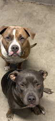Found/Stray Unknown Dog last seen Fairfield Air Force Base, Fairfield, CA 94533