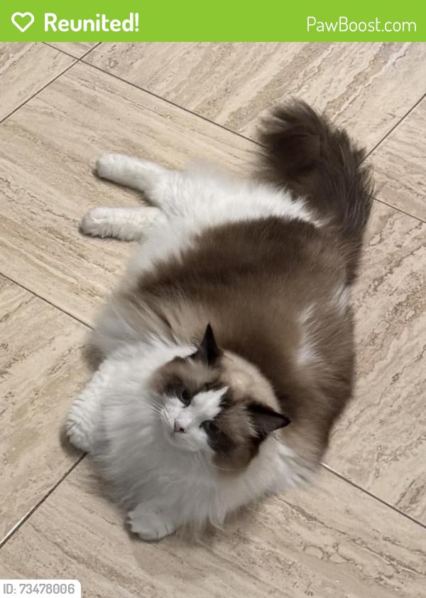 Reunited Male Cat last seen Near Bounty Ln, Jericho NY 11753, Jericho, NY 11753