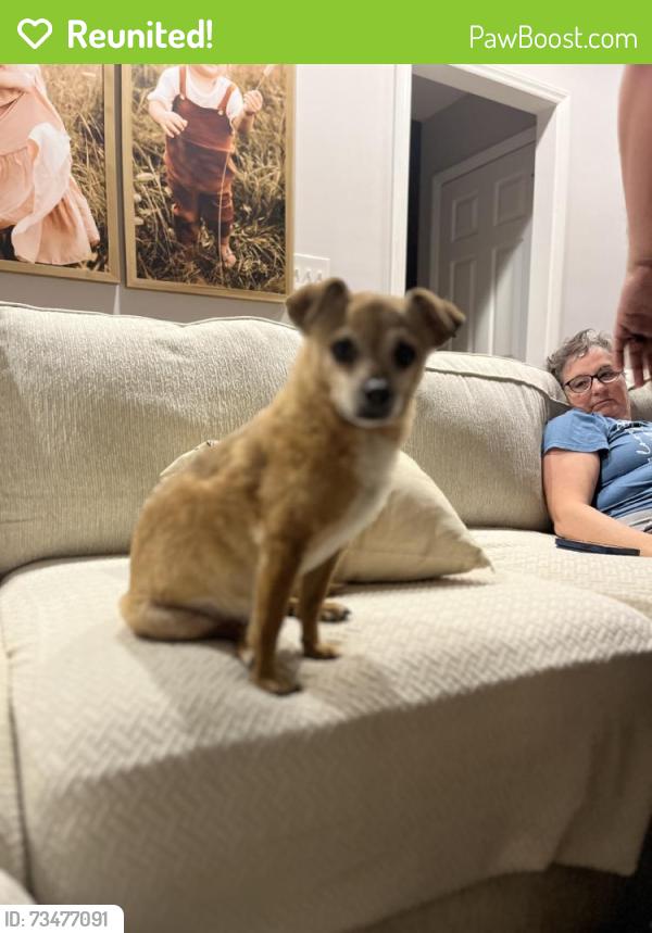 Reunited Male Dog last seen Near Havasu Way, High Point, NC 27265, USA, High Point, NC 27265