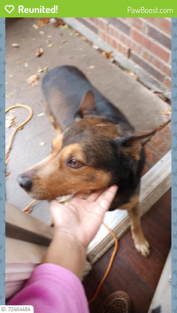 Reunited Male Dog last seen Near Abby Frisco TX, Frisco, TX 75035