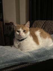 Lost Male Cat last seen Agnew Cres, Milton, ON 
