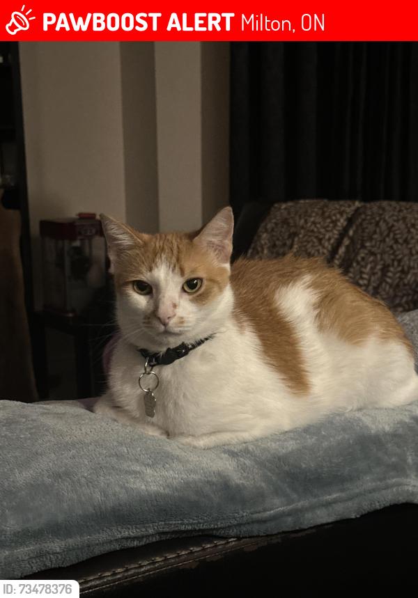 Lost Male Cat last seen Agnew Cres, Milton, ON 