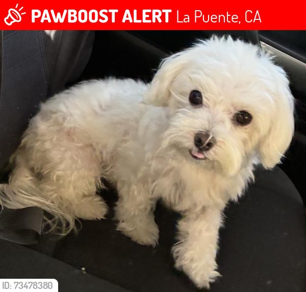 Lost Male Dog last seen mayland ave, La Puente, CA 91746