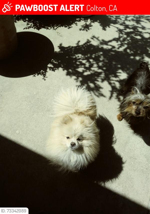 Lost Male Dog last seen Pennsylvania and fur st, Colton, CA 92324
