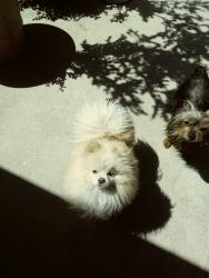 Lost Male Dog last seen Pennsylvania and fur st, Colton, CA 92324