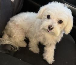 Lost Male Dog last seen mayland ave, La Puente, CA 91746