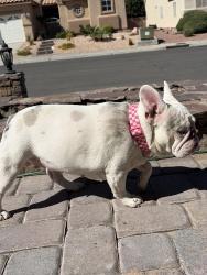 Reunited Female Dog last seen Goldhill & Norridgewock St, Henderson, NV 89074