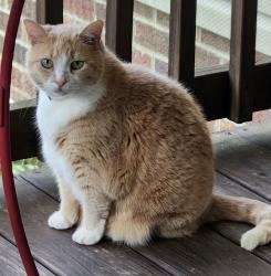 Reunited Female Cat last seen Gold Branch Road, Richfield, NC 28137