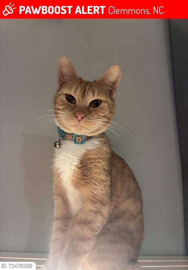 Lost Female Cat last seen Near cook place dr, Clemmons, NC 27012