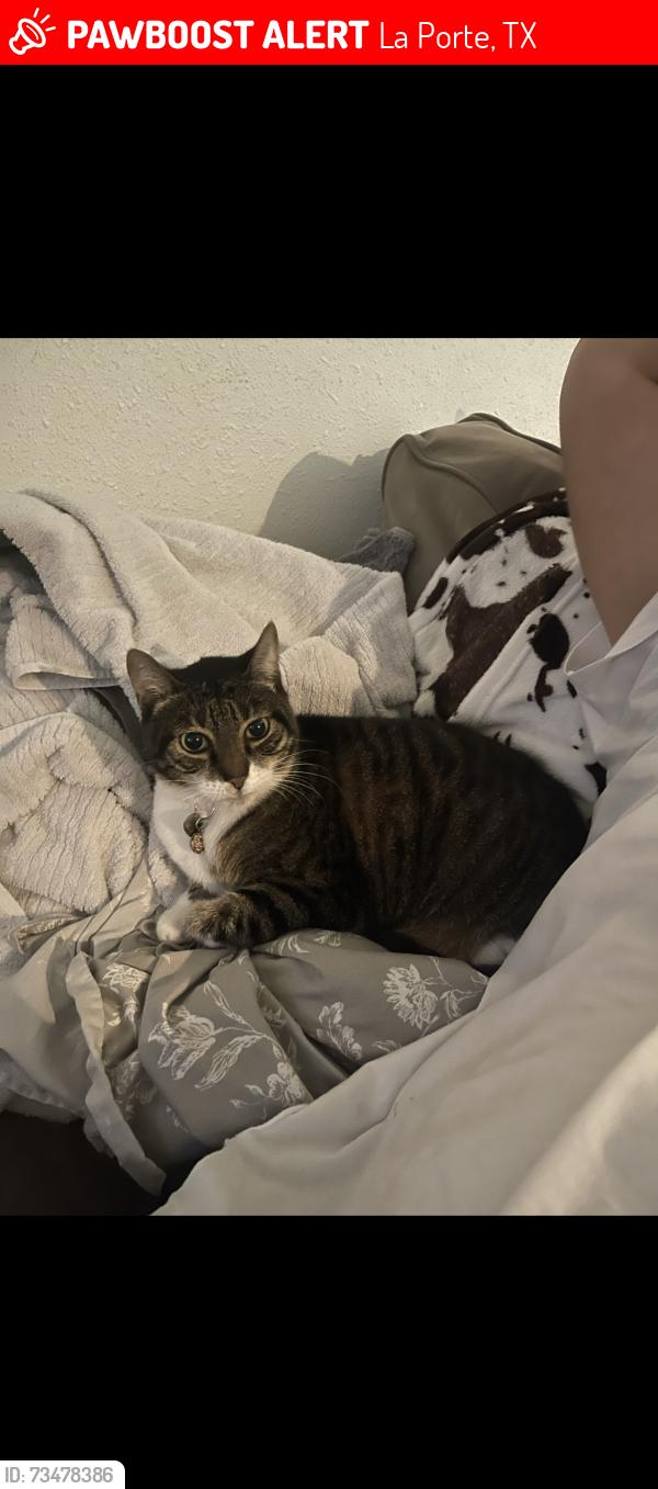 Lost Female Cat last seen Five points, La Porte, TX 77571