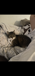 Lost Female Cat last seen Five points, La Porte, TX 77571