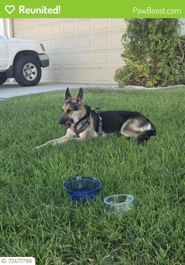 Reunited Female Dog last seen Bermuda and pebble, Clark County, NV 89161