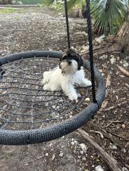 Reunited Female Dog last seen South bayshore drive, Miami, FL 33133