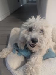 Found/Stray Female Dog last seen Maple st, Rialto, CA 92377