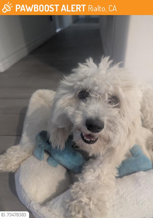 Found/Stray Female Dog last seen Maple st, Rialto, CA 92377