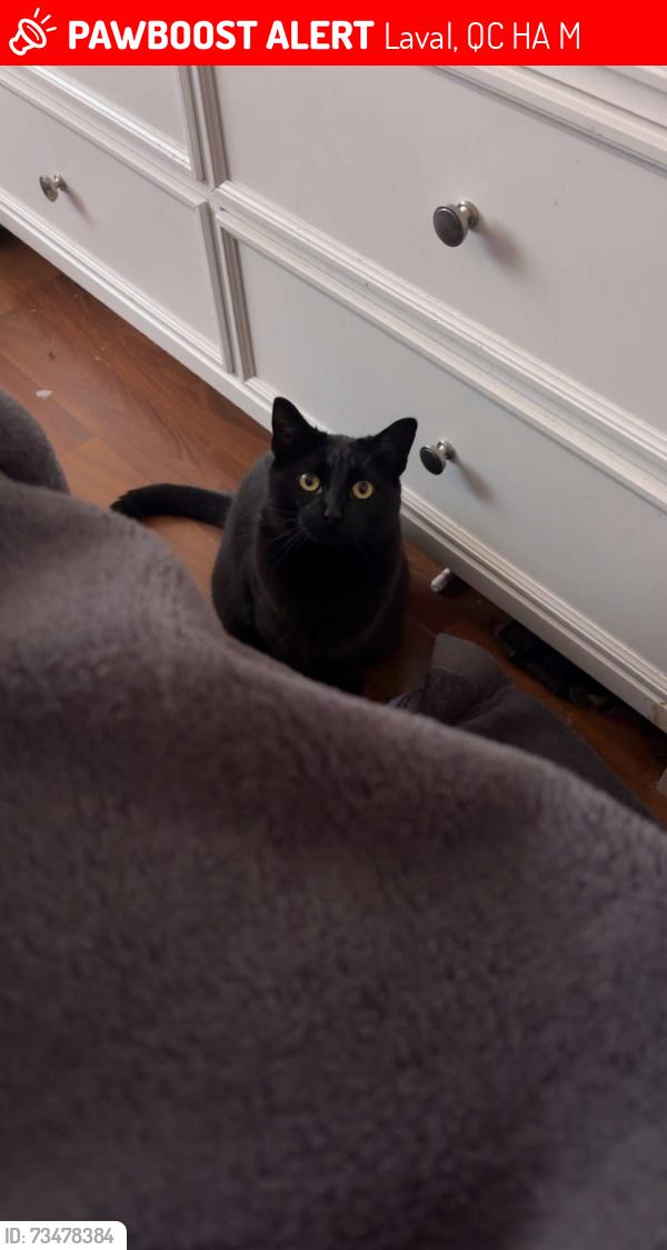 Lost Female Cat last seen rue valentin, Laval, QC H7A 2M4