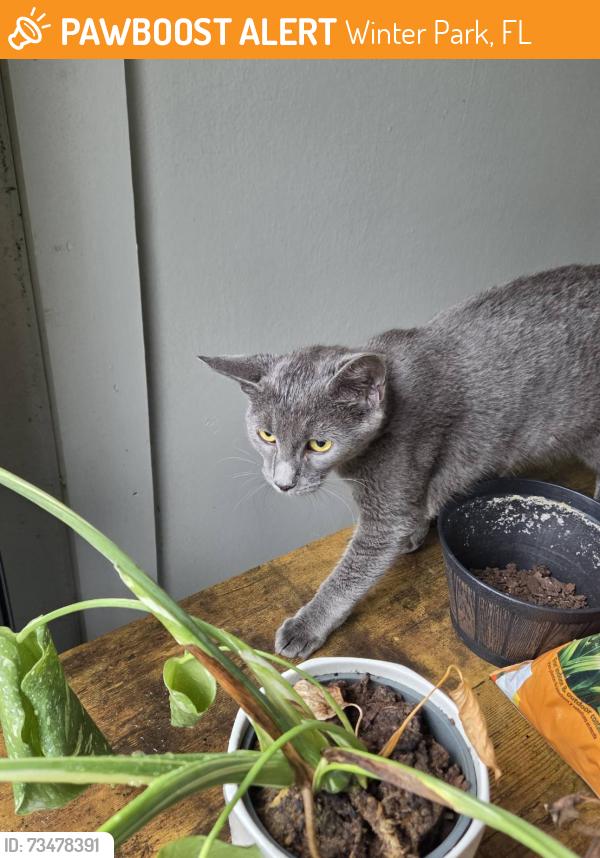 Found/Stray Female Cat last seen Near lee road, Winter Park, FL 32789