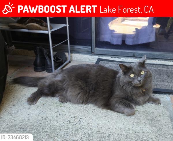 Lost Female Cat last seen Firwood and Peachwood — smoketree sign, Lake Forest, CA 92630