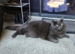 Lost Female Cat last seen Firwood and Peachwood — smoketree sign, Lake Forest, CA 92630