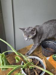 Found/Stray Female Cat last seen Near lee road, Winter Park, FL 32789