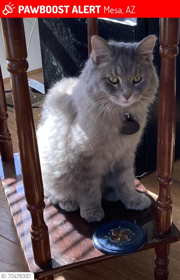 Lost Female Cat last seen Greenfield and Main St Mesa, AZ, Mesa, AZ 85207