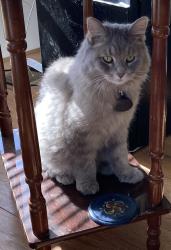 Lost Female Cat last seen Greenfield and Main St Mesa, AZ, Mesa, AZ 85207